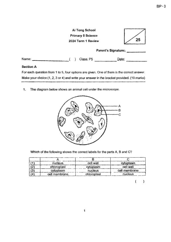 First page preview of P5 Sci 2024 WA1 — Ai Tong